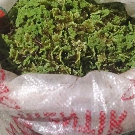 Azolla Segar 1 kg