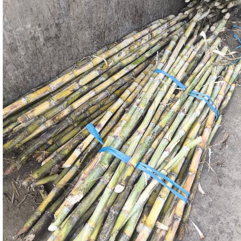 Tebu Ijo Kediri Jual Per Kg