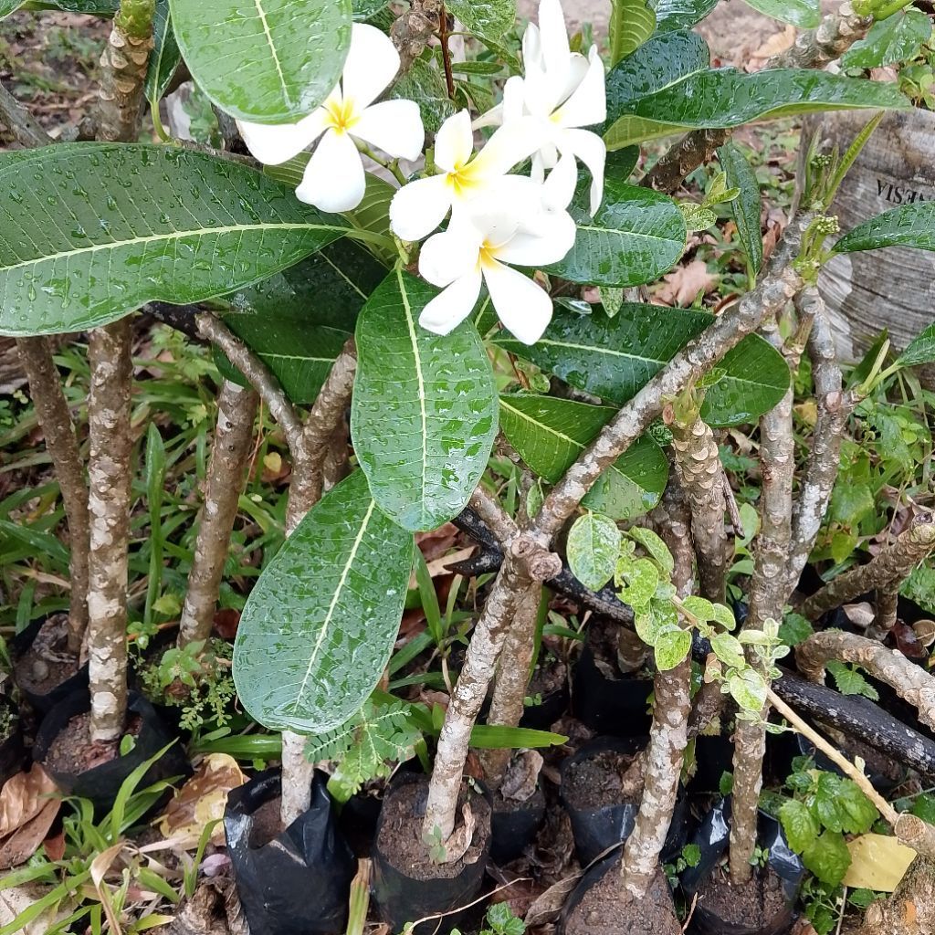 Bibit kamboja Bali bunga putih