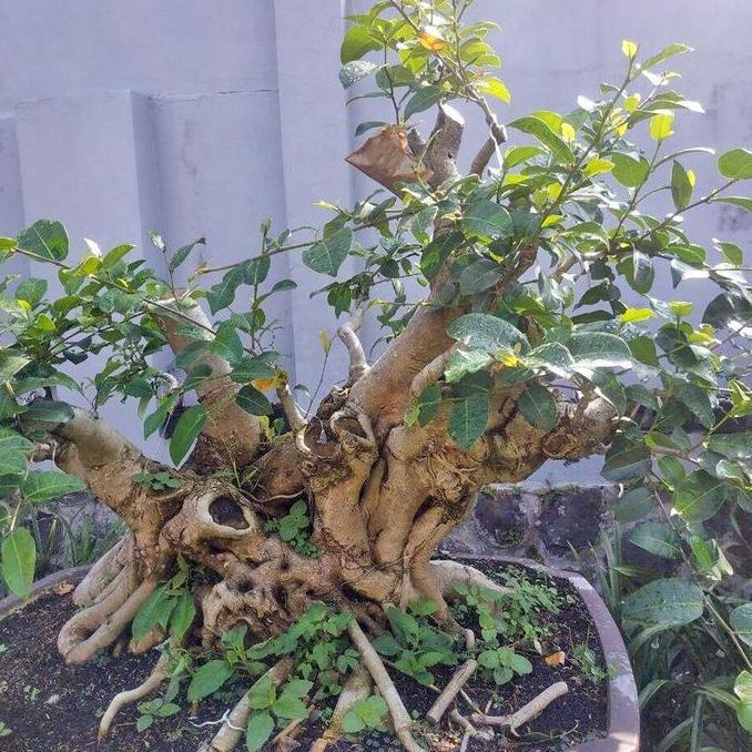 Promo Bibit Bonsai Bonsae Beringin Amplas Putih Ficus Ampelas 20-30 Diskon