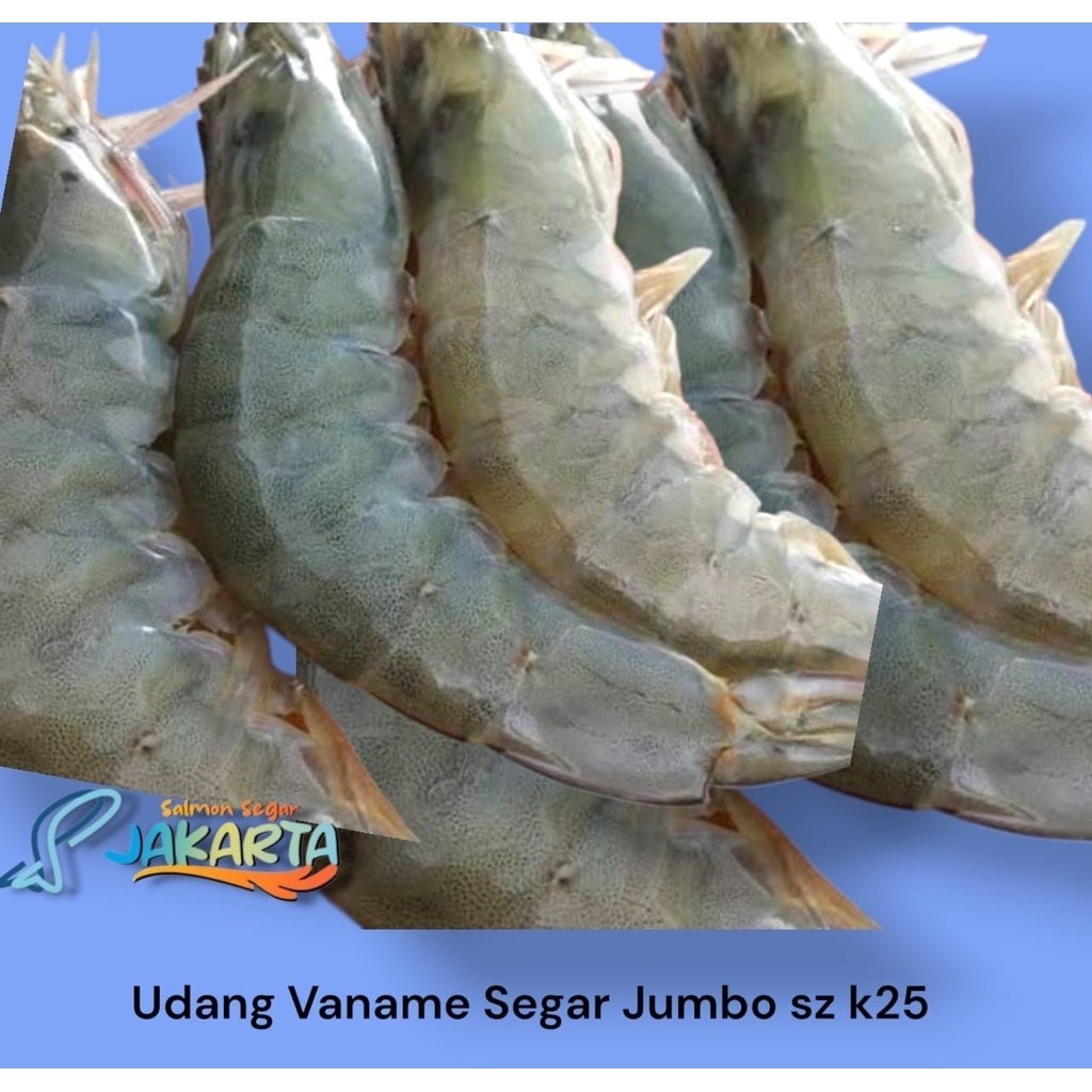 Udang Vaname Segar Jumbo Ukuran K25 - Udang Fresh