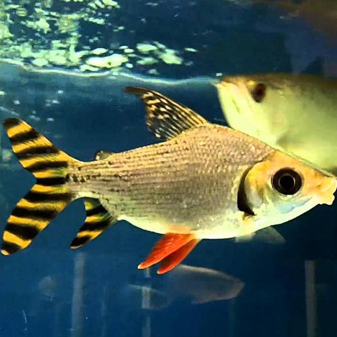 Yous- American Flagtail / Yellow Feifeng / Yff