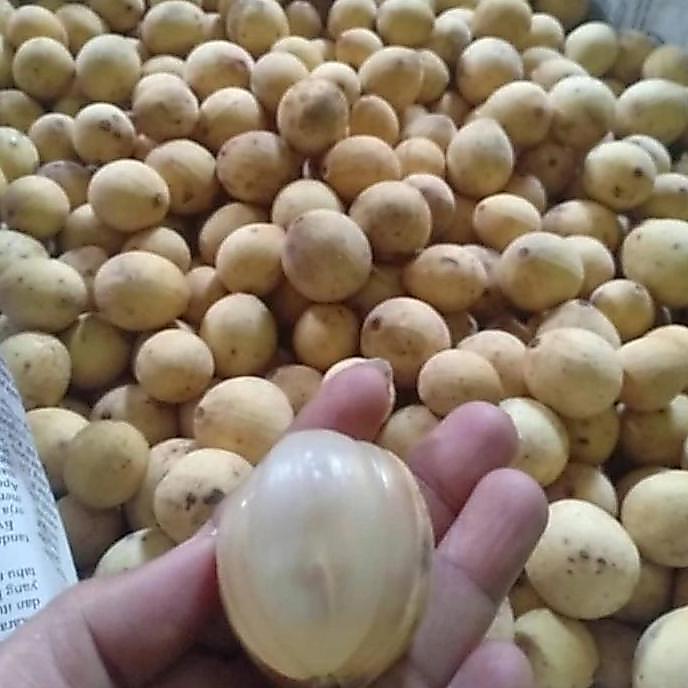 Natrul- Buah Duku Palembang 1 Kg / Duku Palembang 1 Kg