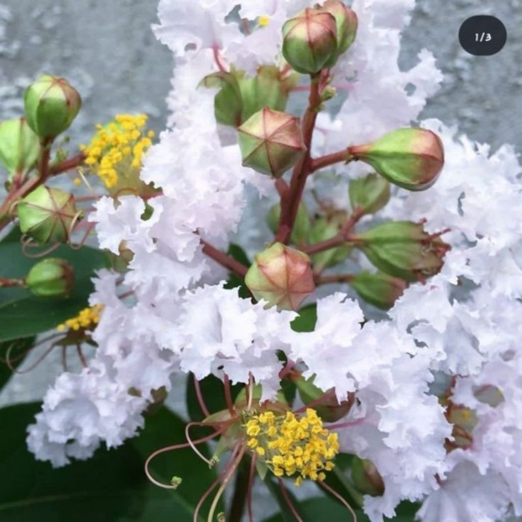 Tanaman Hias Pohon Sakura Bungur Bunga Putih Siap Tanam/Pohon Bunga Sakura bungur