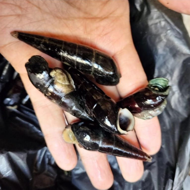 1kg umang kelomang umpan pancing galatama besar besar