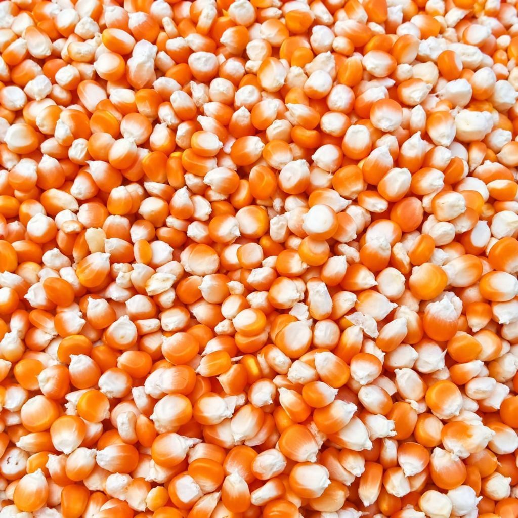 Jagung Pipil Kecil Kering  — 100% Murni Alami, Bersih & Berkualitas
