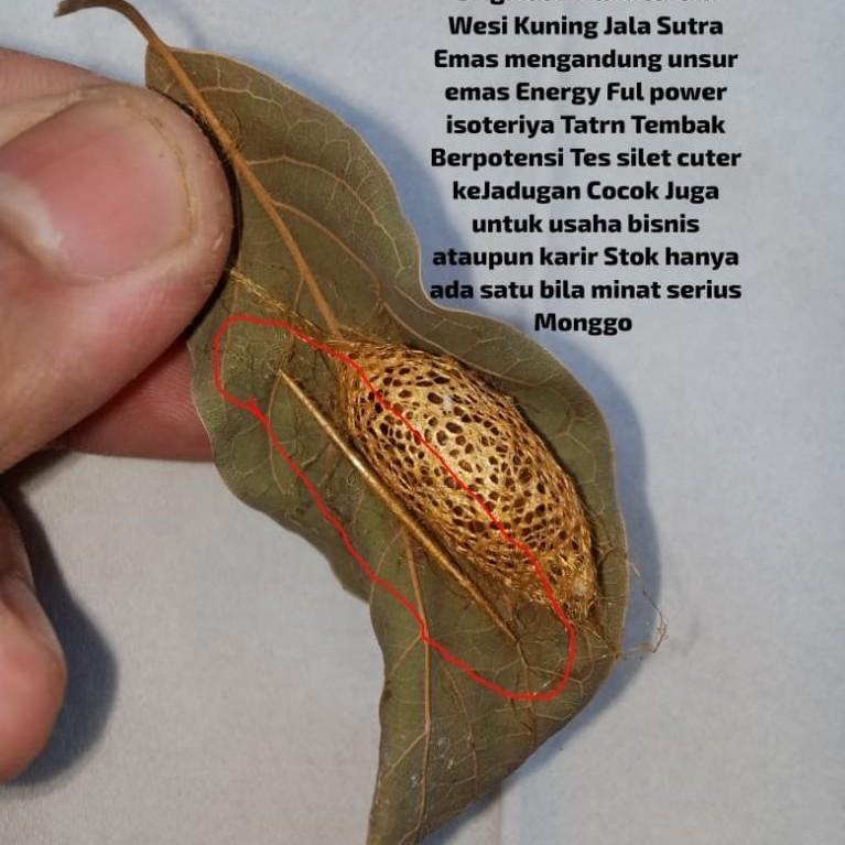 koleksi Wesi kuning Sir Alam lainnya