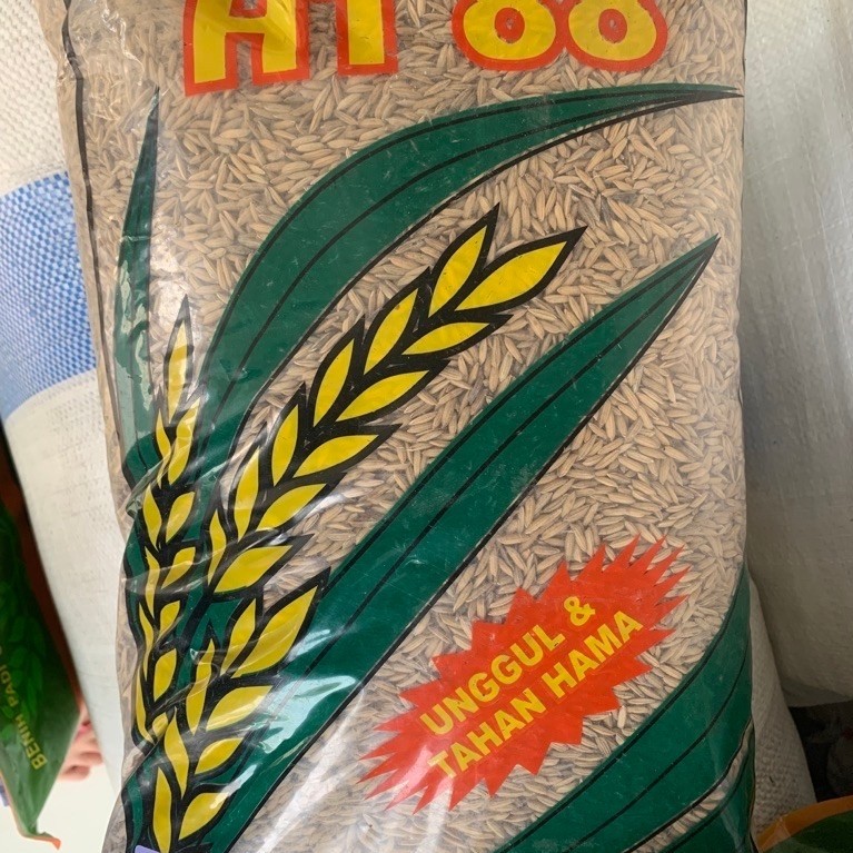 Benih padi Inpari 50 (berat 5 kilogram)