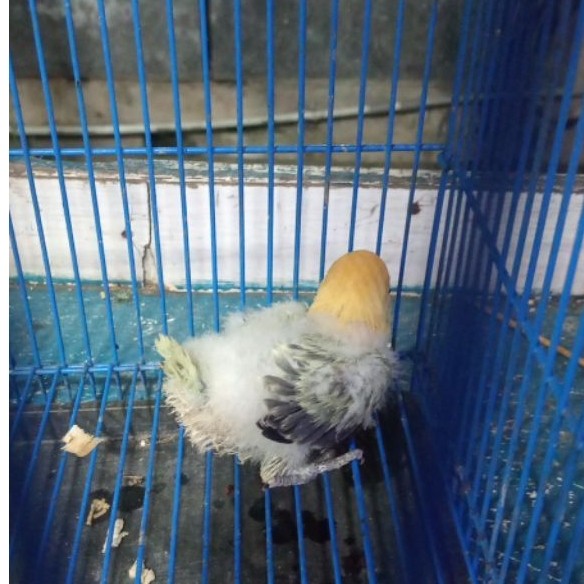 Lovebird biola lolohan