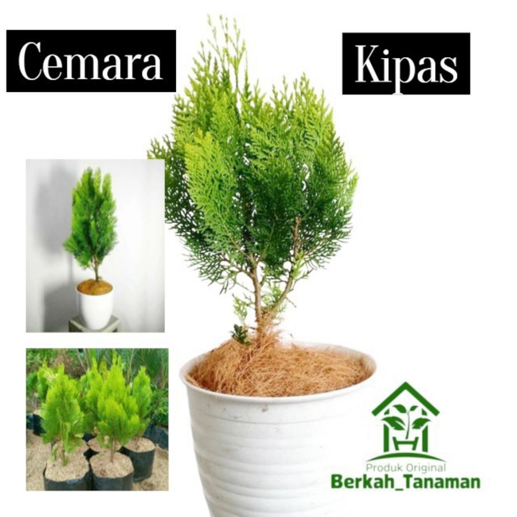 tanaman hias Cemara kipas - Cemara kipas - pohon Cemara