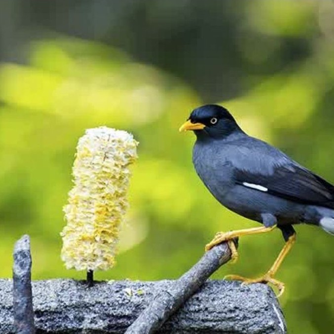Burung Jalak Kebo / jalak kerbau