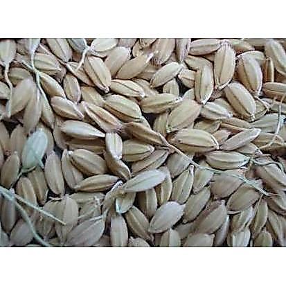 GABAH LAMPUNG / GABAH BANGKOK KECIL 300 GRAM