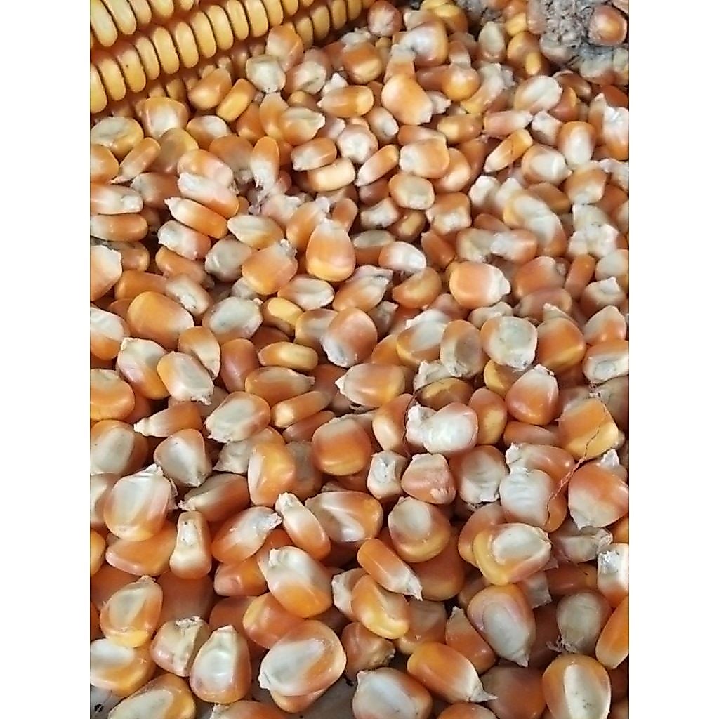 Jagung pipil / jagung kering jagung kering Jagung Pipil Kering Bersih 1KG