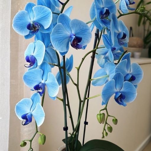 PROMO Anggrek bulan dewasa bunga biru