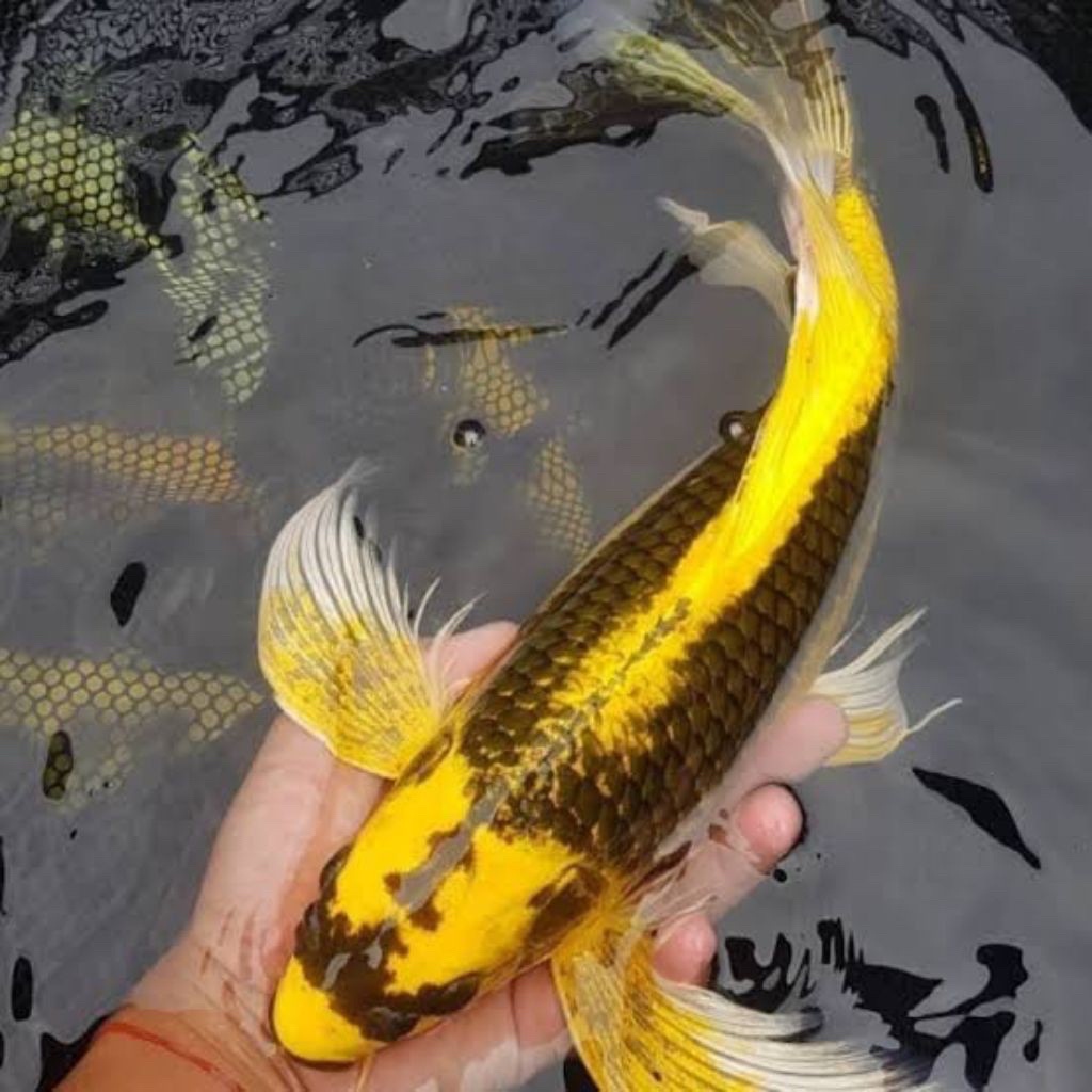 kabuto slayer koi sultan jumbo 27-35cm up hiasan aquarium
