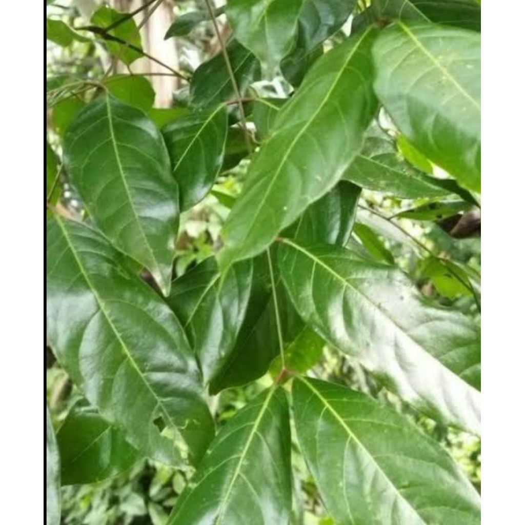 

Daun jengkol segar petik langsung 100 gram