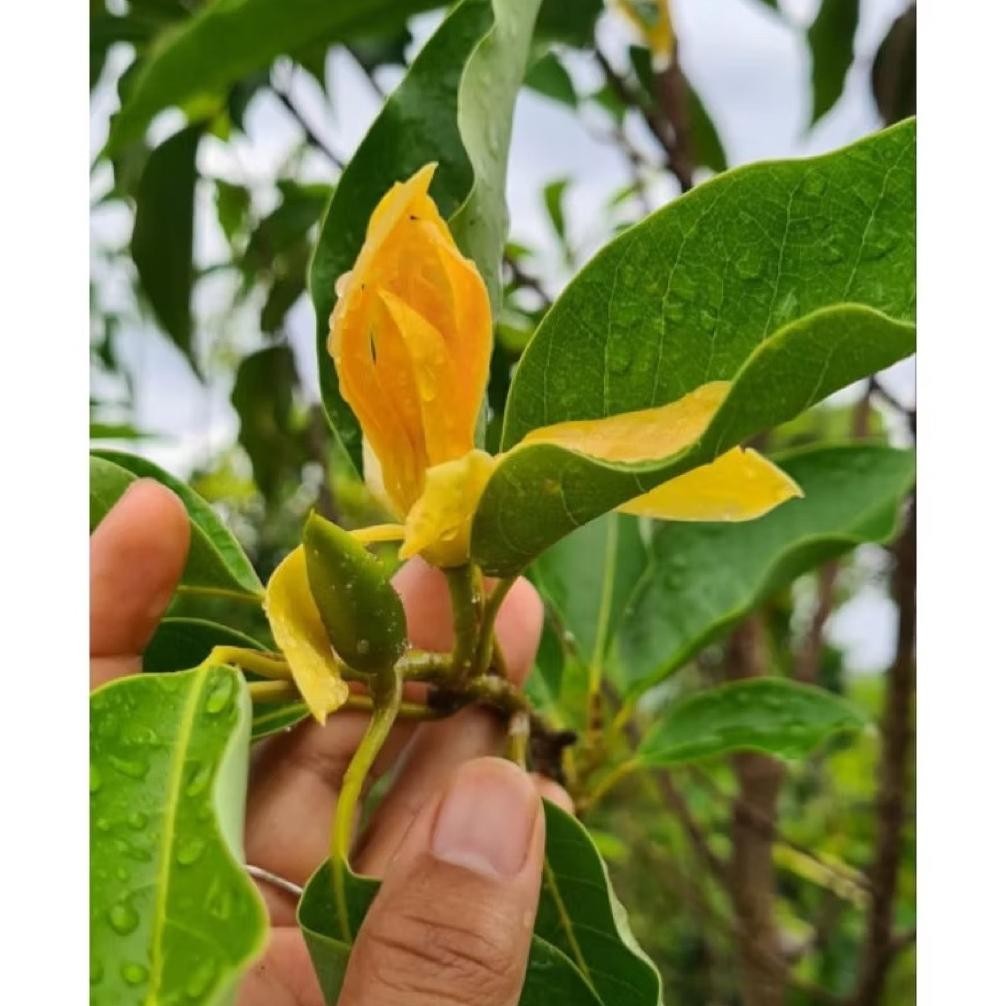 Kantil Kuning - Bibit Tanaman Bunga Kantil Kuning - Tanaman Hias Cempaka Kantil Kuning