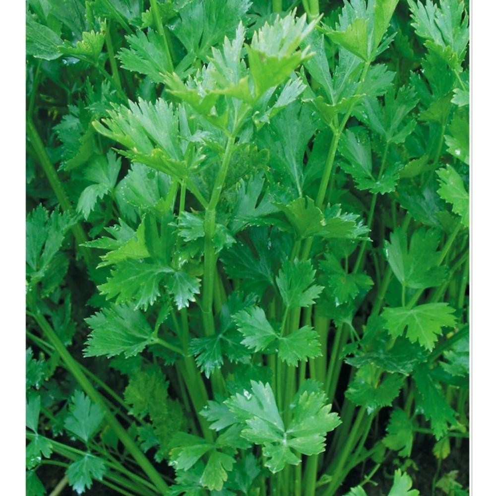 Benih Seledri Aroma 20 Gram Bintang Asia Produktif