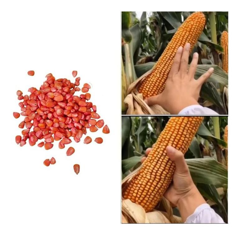 Benih / Bibit Jagung Jepang F1 Raksasa Hokaido Import