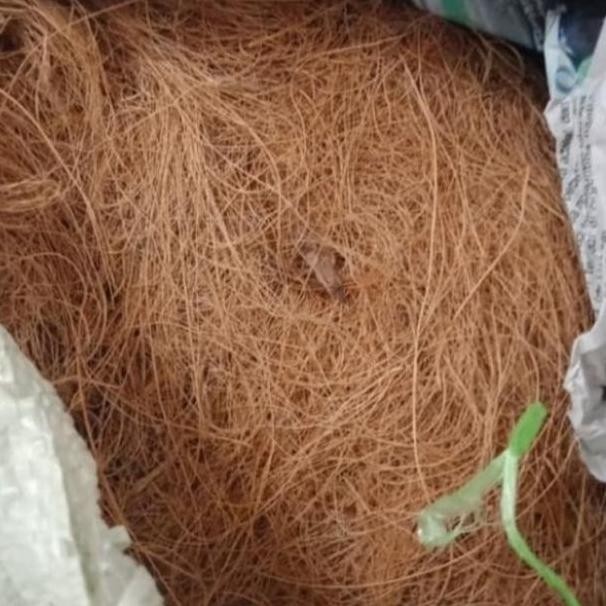 Cocofiber Sabut Kelapa Karungan Media Tanam Cocofiber