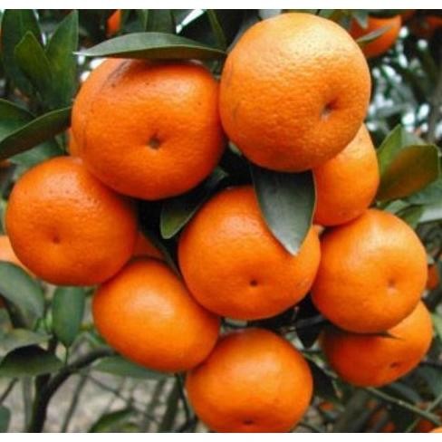 Bibit Jeruk Santang Madu 1 Meter Super Rimbun