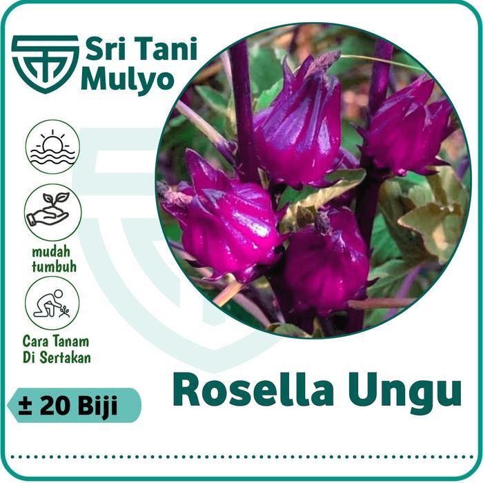 [Cod] - 20 Biji - Benih Rosella Ungu Unggul Benih Herbal Bibit Tanaman Herbal Purple Rosella