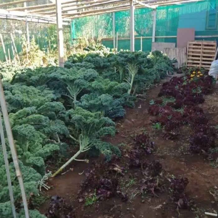 Cod - 25 Biji - Benih Bibit Kale Gruner / Kale Kriting Import - Bibit Sayuran Benih Selada Pakchoy B