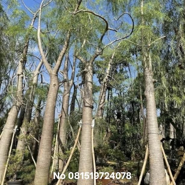 New Edition Tanaman Kelor Afrika / Pohon Moringa / Pohon Kelor Aprika