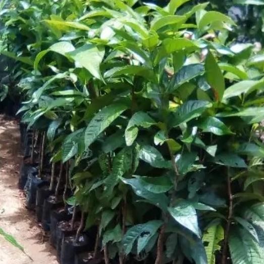 New Edition Pohon Buah Gowok. Pohon Kupa