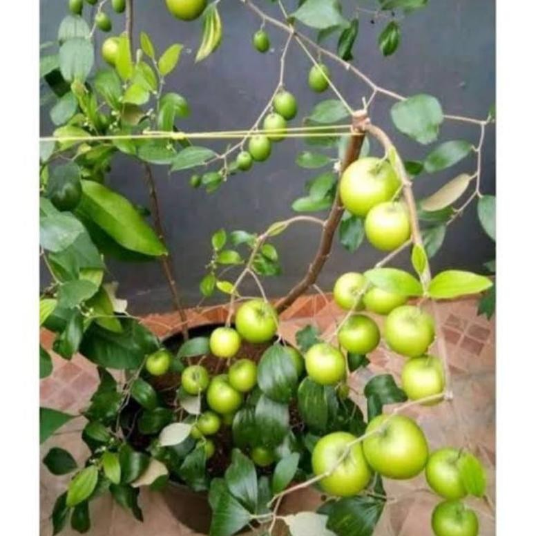 Bibit Apel Futsa India Kondisi Berbunga/ Berbuah