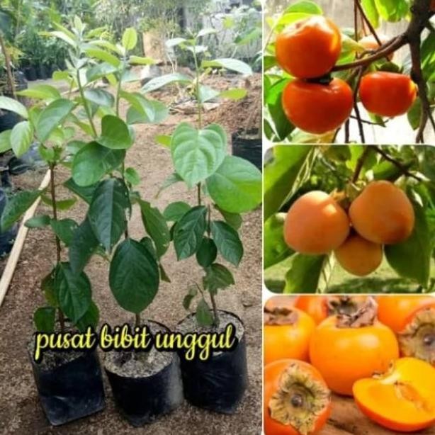 Bibit Kesemek Jumbo Unggul Cepat Berbuah 50Cm