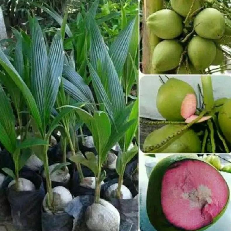 Bibit Kelapa Wulung / Kelapa Hijau Wulung /Kelapa Ijo Asli