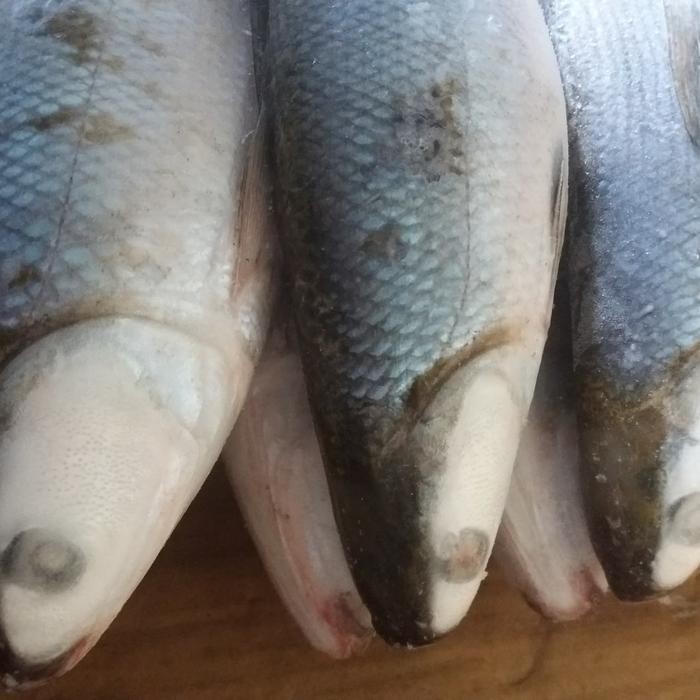 

LS Ikan Bandeng Segar / Ikan Segar / Ikan Bandeng Beku 500-600 gram/ekor