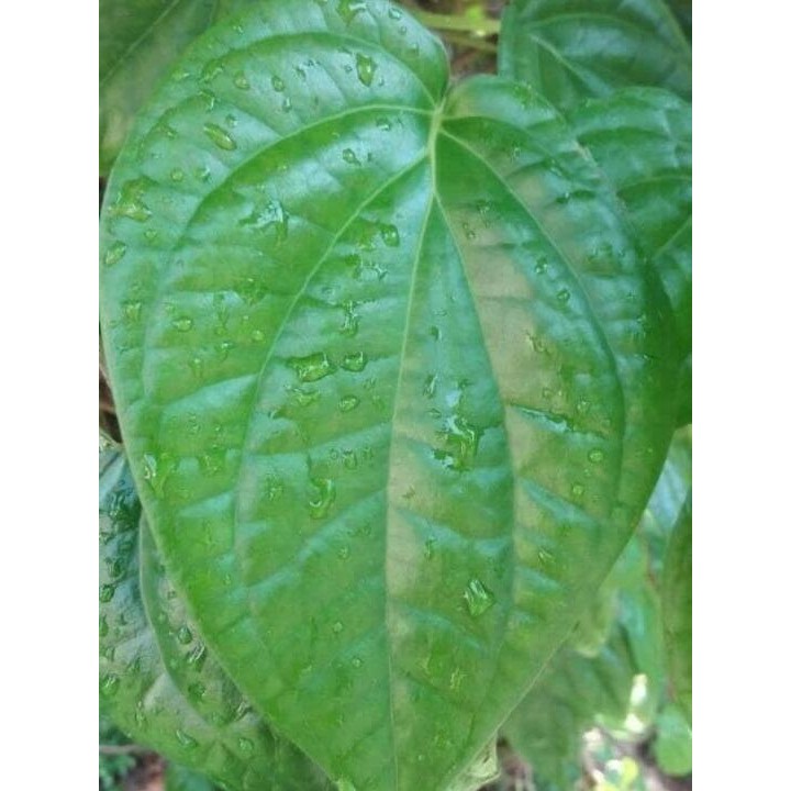 

LS Daun sirih hijau segar dipetik saat orderan