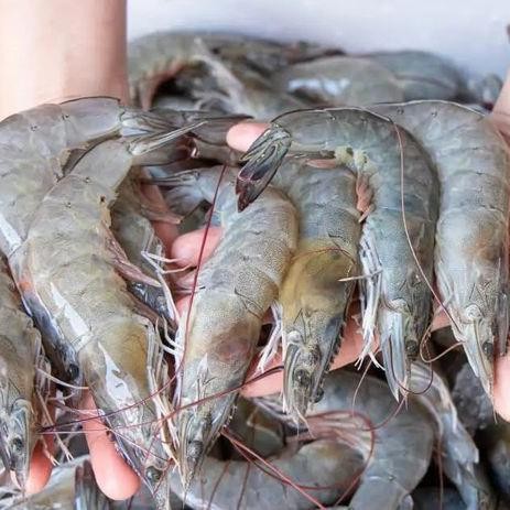 

HSS Udang Vaname Halal 1Kg - Produk Makanan Beku dari PT Rivel Group - Frozen, Udang Tambak