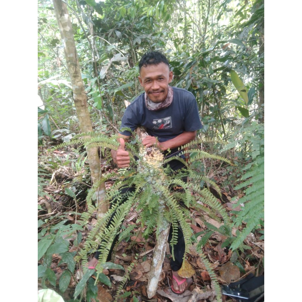 sarang semut lecanopteris deparoides