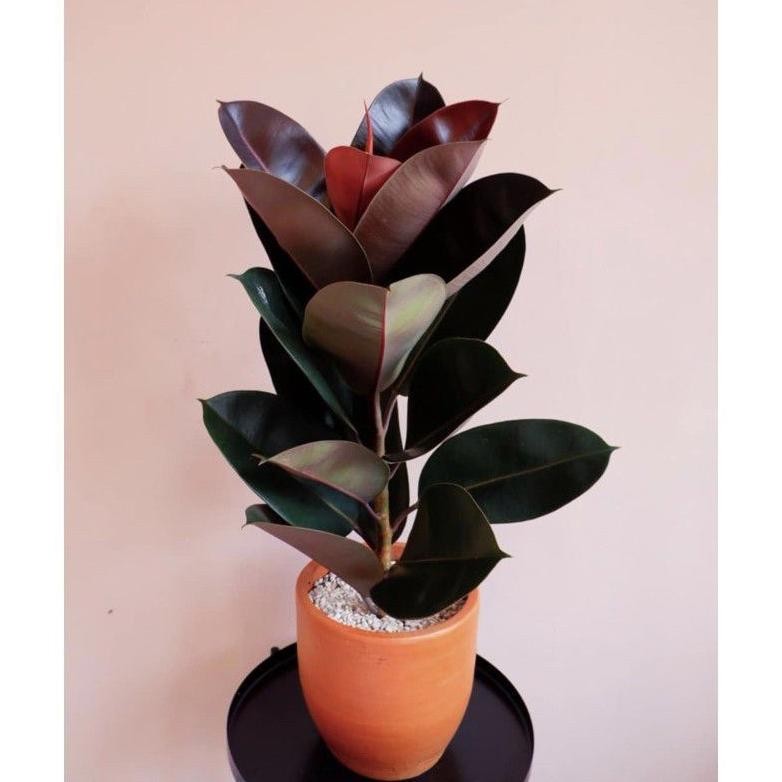 Tanaman Hias Karet Kebo Merah Rubber Plant Ficus Elastica