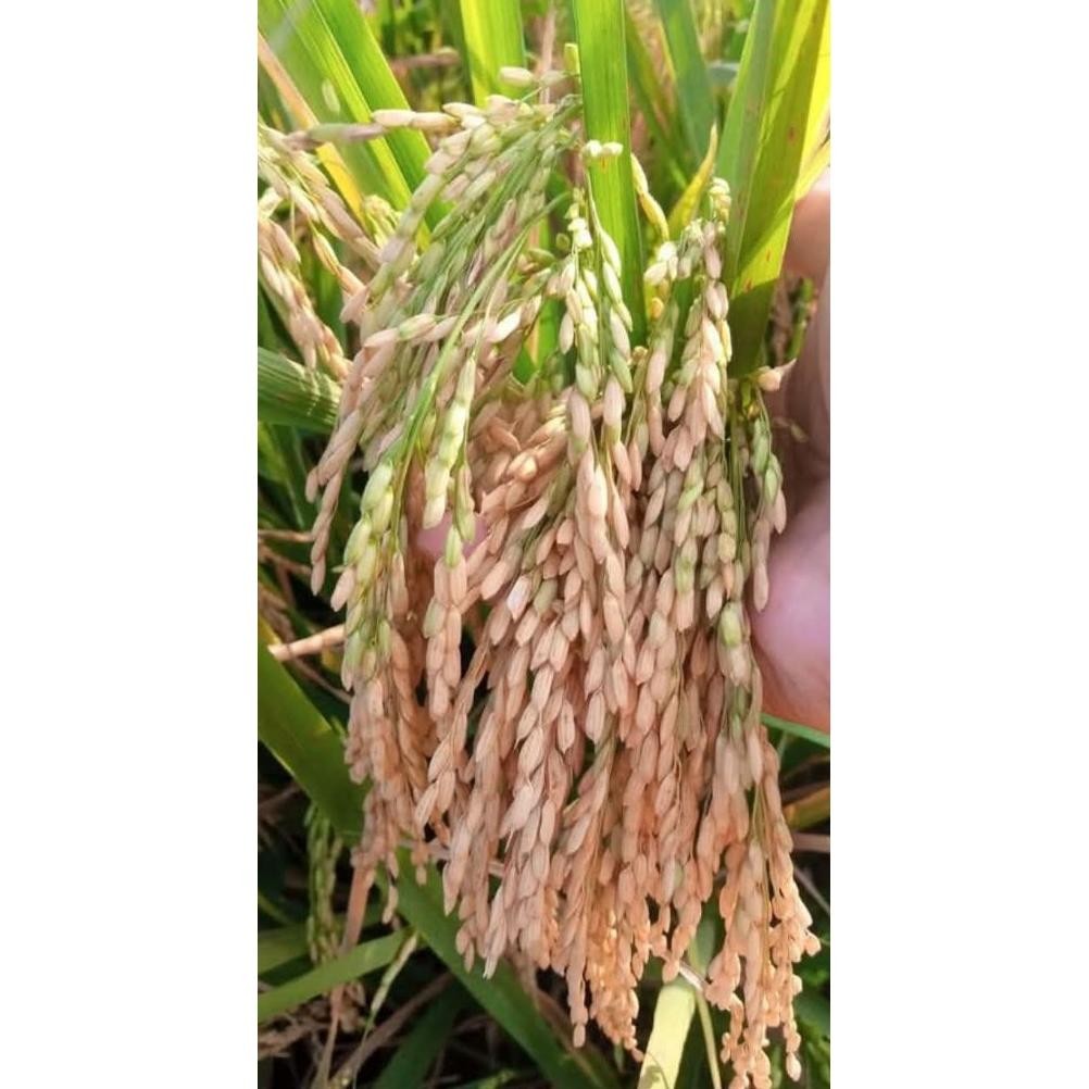 Benih Padi Unggul Kebo Putih 5Kg