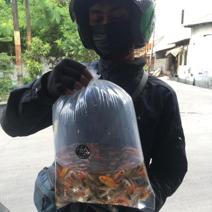 RAS IKAN MAS HIDUP PAKAN PREDATOR MAKANAN IKAN BIBIT IKAN MAS