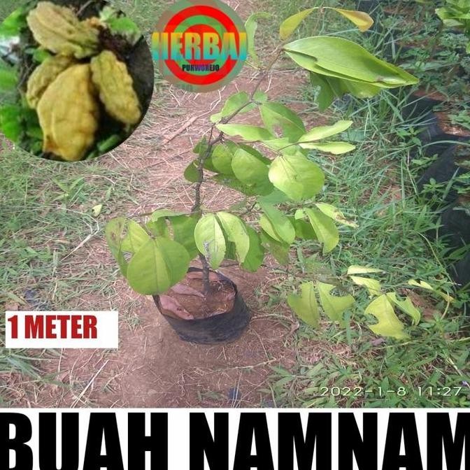 PREMIUM BIBIT BUAH NAMNAM 1 METER / POHON NAMNAM