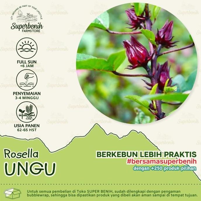 20 Biji - Benih Rosella MERAH dan Rosella UNGU, bunga lebat, mudah ditanam