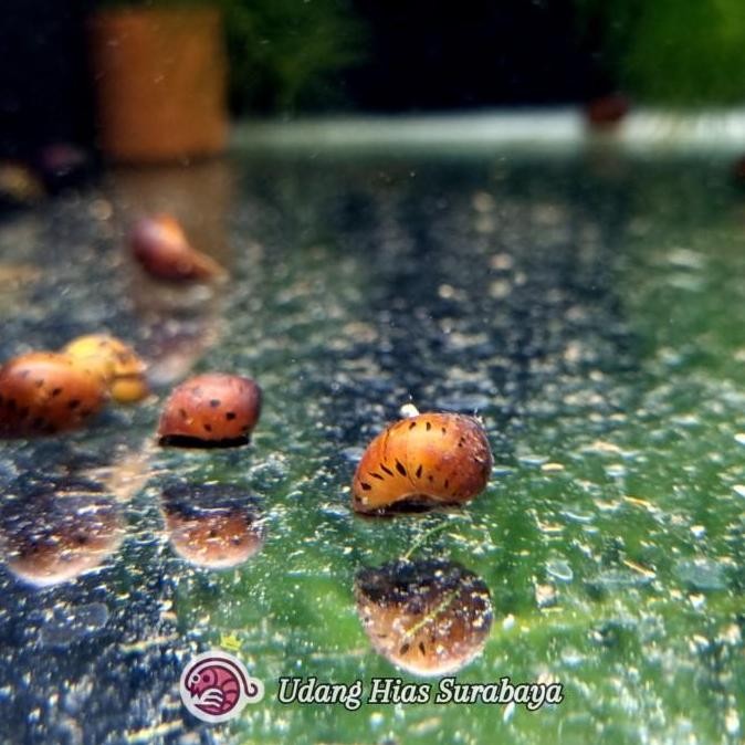 Keong Bawang / Keong Aquascape