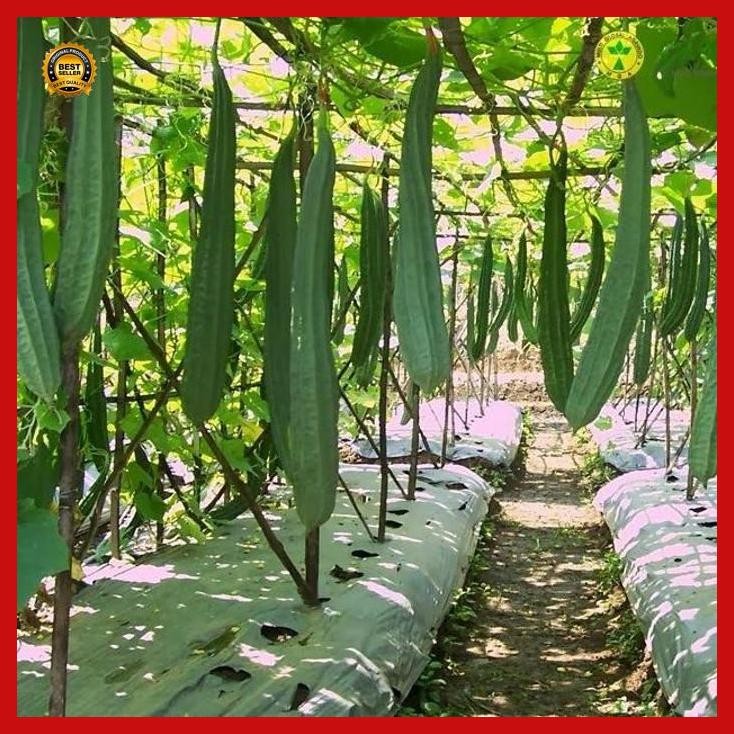 (Termurah) Benih Gambas Primavera Hibrida F1 75 Butir Cap Panah Merah East West Seed Oyong Prima Tah
