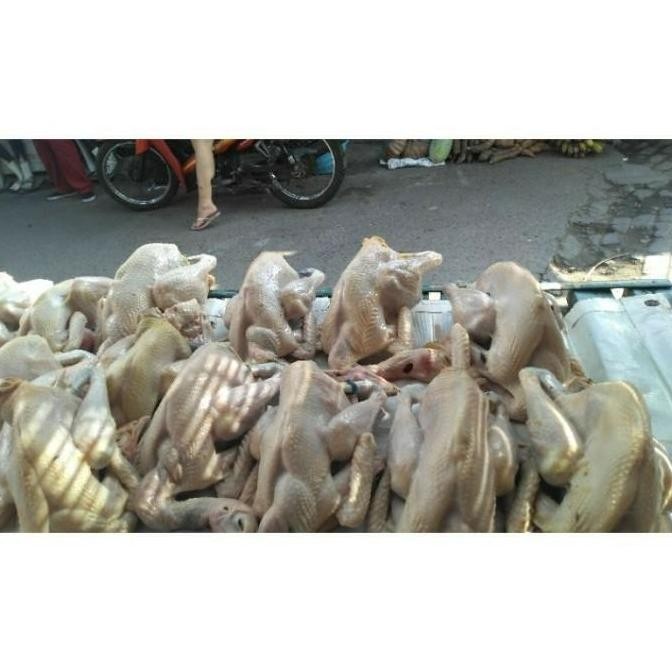 

AYAM KAMPUNG MEDIUM 725-800 gr