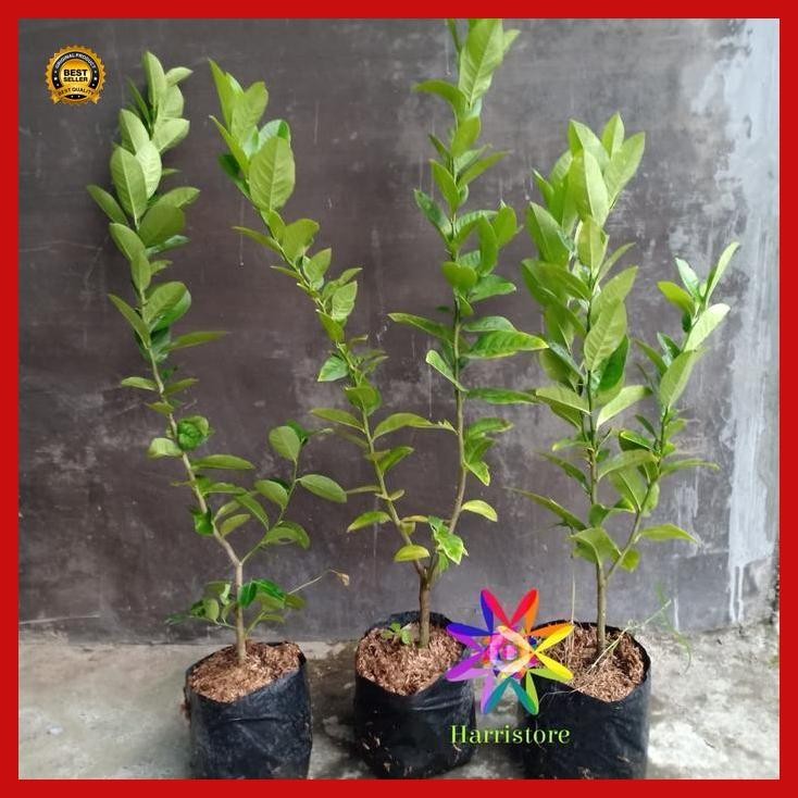 

(Best Saller) Bibit Jeruk Lemon Tinggi 60-70Cm Sehat Segar Berkualitas Bestseller