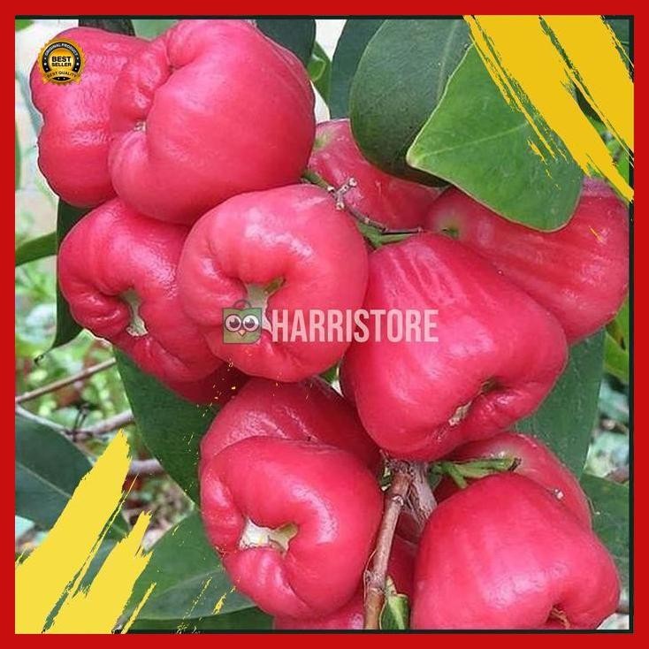 

(Diskon) Jambu Air Bajang Leang Super Bestseller