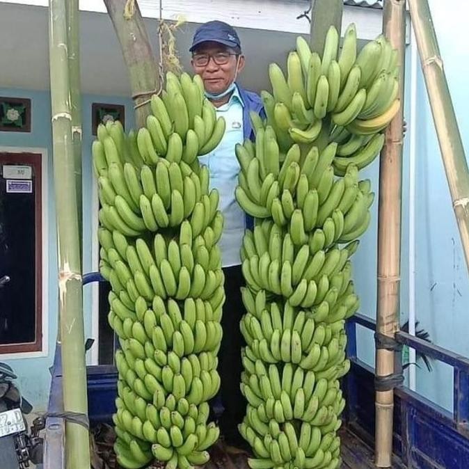Hemat - Bibit Pisang MulyoI Dampit |Cavendish Fhia17 Kultur Jaringan