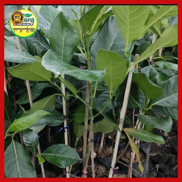 (Promo) Bibit Cempedak King Kuning Full Media Bestseller