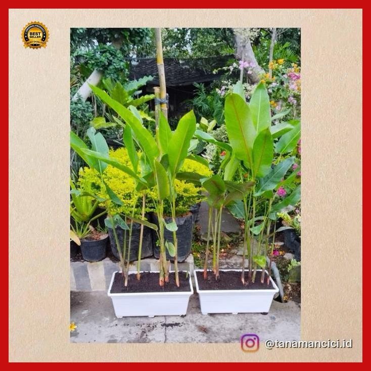(Best Saller) Tanaman Hias Pisang Bali Berbuah Real Picture Tinggi 1M Bestseller