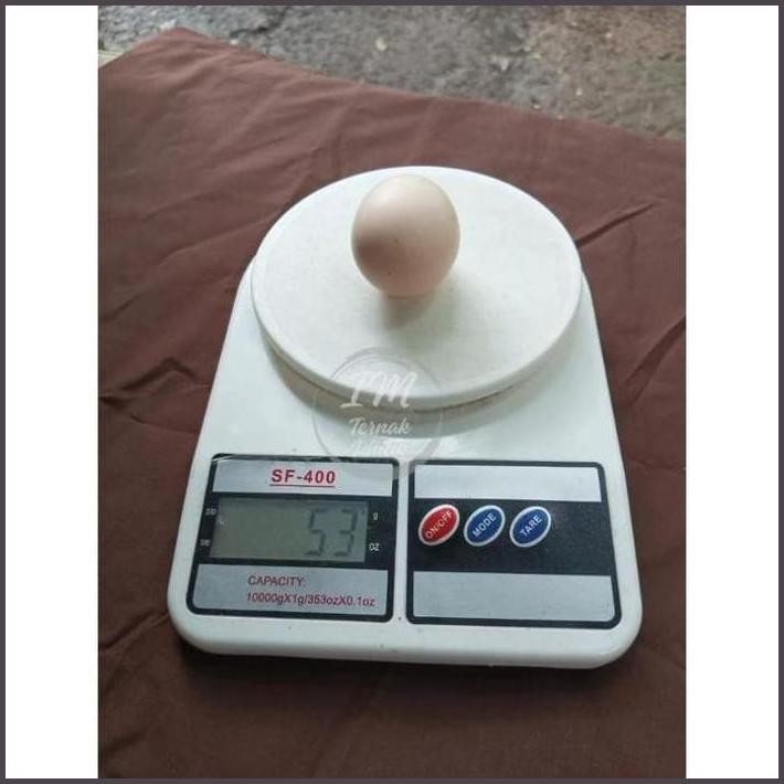 

FRESHH TELUR TETAS AYAM KUNTARA4 PEDAGING TERBARU